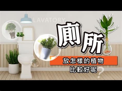 放在廁所的植物|【廁所植物必學】6款常見植物，讓你打造綠意盎然的。